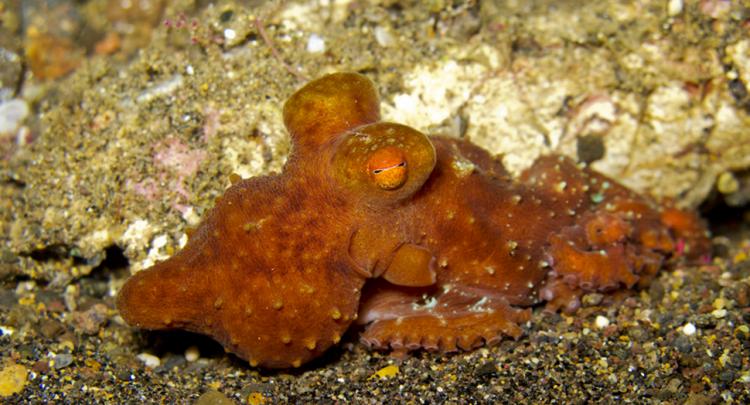 Starry Night Octopus @ Bunutan Reef - Amed